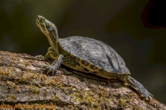 Schildkröte-1317
