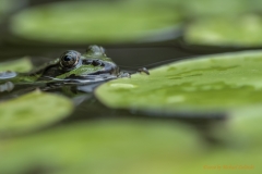 Teichbewohner-Frosch-8508727_ergebnis