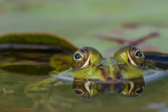 Teichfrosch