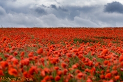 Mohnfeld (Papaver rhoeas)