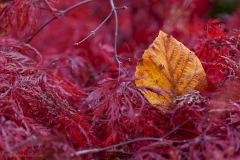 Blatt Zaubernuss in Fächerahorn