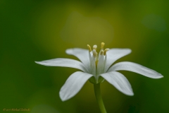 Milchstern (Ornithogalum)-6259