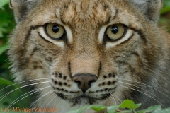 Luchs (Lynx)