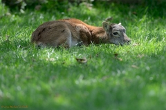 Rotwild (Cervus elaphus)