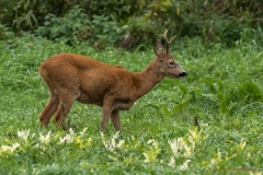 Junger Hirsch-9298_ergebnis