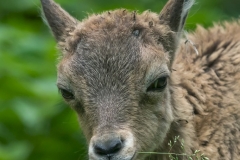 Junger Steinbock_2-8657