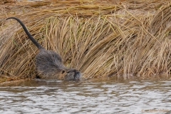 Nutria Biberratte (Myocastor coypus)
