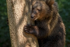 Junger Braunbär
