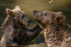 Badetag Braunbär (Ursus arctos)