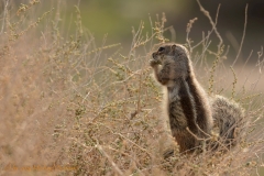 Atlashörnchen