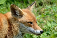 fuchs (Vulpes vulpes)