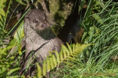 Otter (Lutra lutra)