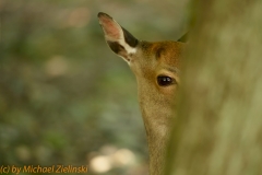 Reh (Capreolus capreolus)