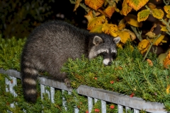 Waschbär Zaungast-0880_ ergebnis