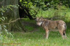 wolf (Canis lupus)