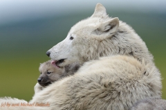 Polarwolfwelpe (Canis lupus arctos)
