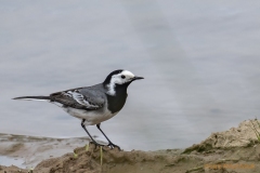 Bachstelze-3751_Motacilla-alba