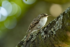Baumläufer-Certhiidae_ergebnis