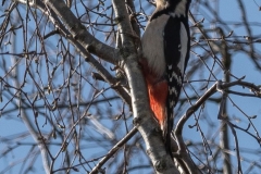 Buntspecht-(Dendrocopos major_1441_ergebnis