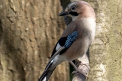 Eichelhäher-3337_Eichelhäher-Garrulus-glandarius