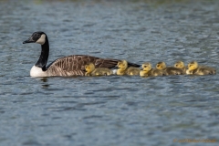 Familie Kanadagans mit küken-1948_ ergebnis