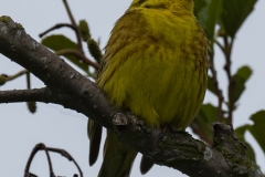 Goldammer-3649_Emberiza-citrinella