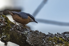 Kleiber (Sitta europaea)-2481_ergebnis