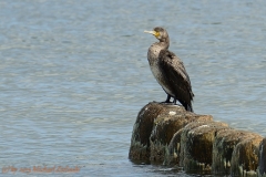 Kormoran-