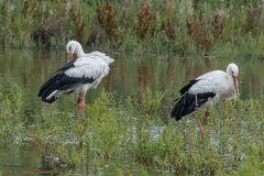 Mama und Papa Storch-8157_ergebnis