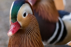 Mandarinente-(Aix galericulata)1231_ergebnis