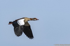 Nilgans-im-Flug-2587_Alopochen-aegyptiaca
