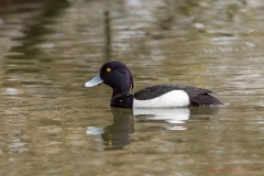 Reiherente Erpel-1180_ ergebnis