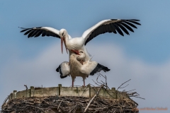 Storchenpaar kopulieren-8500913_ergebnis