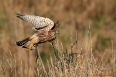 Turmfalke im Flug-8503891_ergebnis