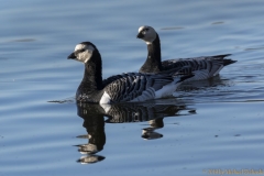 Weißwangengans oder Nonnengans (Branta leucopsis)-2867_ergebnis