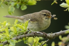 Zilzap-3501_Phylloscopus-collybita