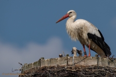 papa Storch mit 3 küken-0864_ ergebnis