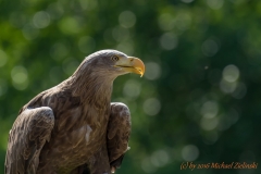 Seeadler