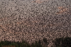 stare am Schlafplatz-1484_ergebnis