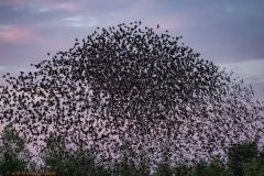 stare am Schlafplatz-1494_ergebnis
