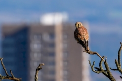 Turmfalke (Falco tinnunculus) am Stadtrand
