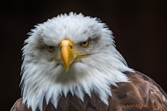Weisskopfseeadler