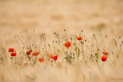 Mohn im Feld-2450_ ergebnis