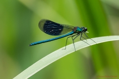 Blauflügel Libelle-8106223