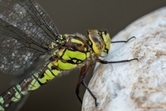 Große Königslibelle (Anax imperator)_2-8973_ergebnis