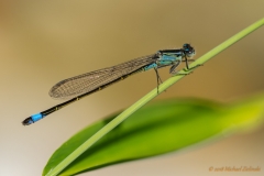 Große Pechlibelle (Ischnura elegans)-0211_ ergebnis