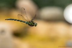 Grosse Königslibelle (Anax imperator)-9000_ergebnis