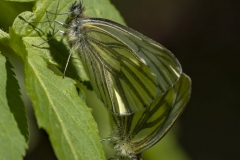 Kohlweisling-bei-der-Paarung-3198_Pieris-rapae