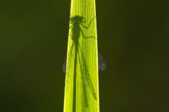 Libelle-Sonnenlicht-8505208_ergebnis