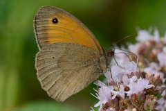 Ochsenauge-